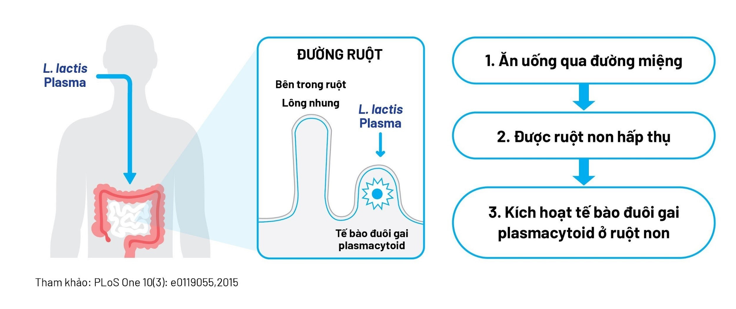 alt text: Hình ảnh minh họa cơ chế kích hoạt tế bào miễn dịch pDC của Postbiotic L.Lactis Plasma