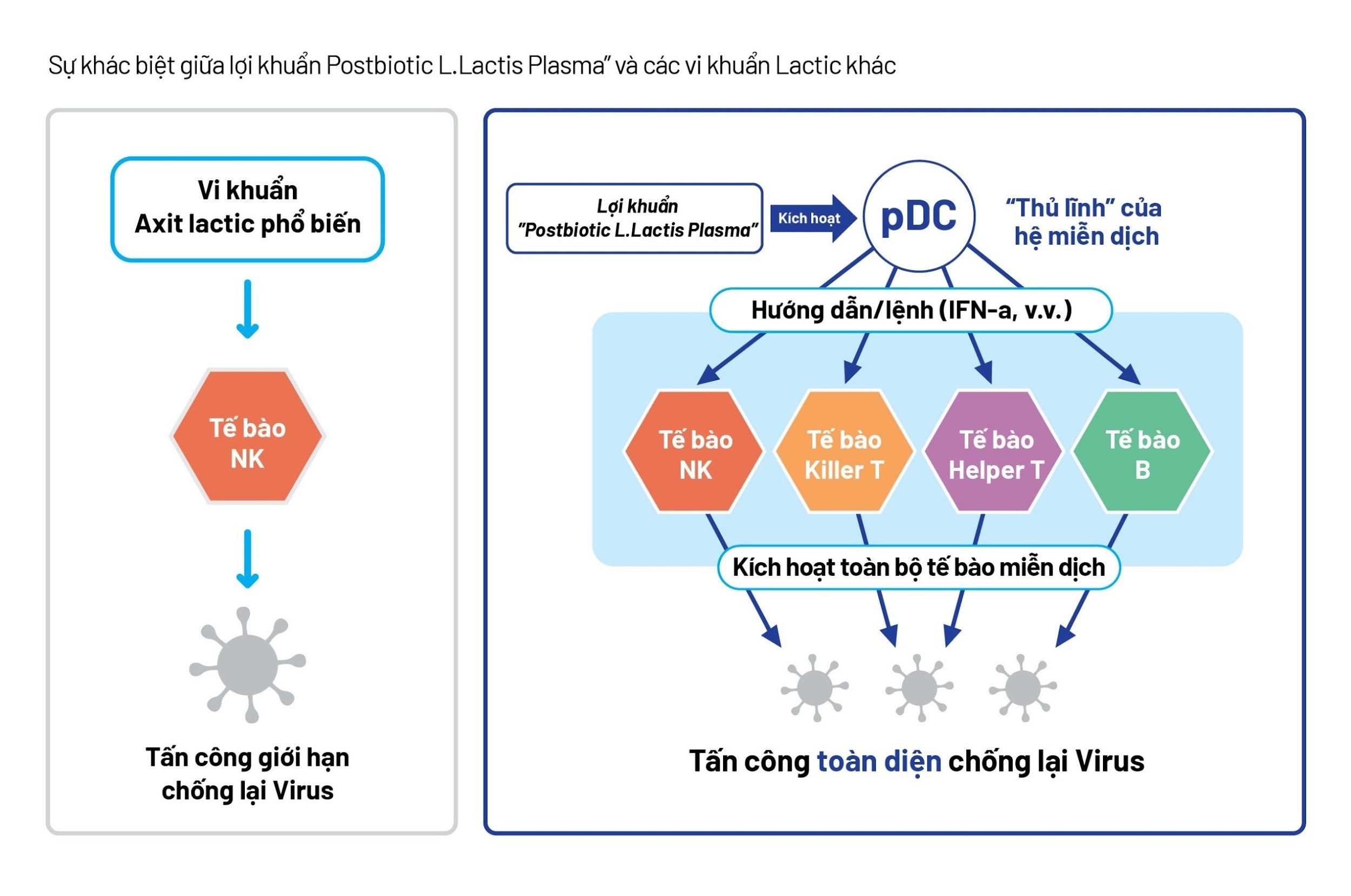 alt text: So sánh khả năng kích hoạt tế bào miễn dịch của Postbiotic L.Lactis Plasma và vi khuẩn Axit Lactic khác
