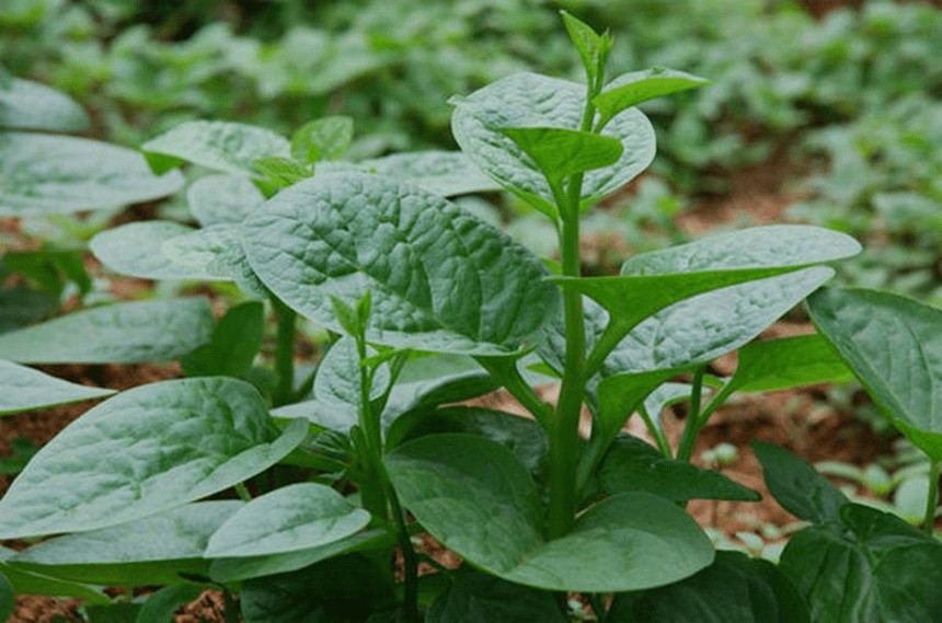 Canh mồng tơi