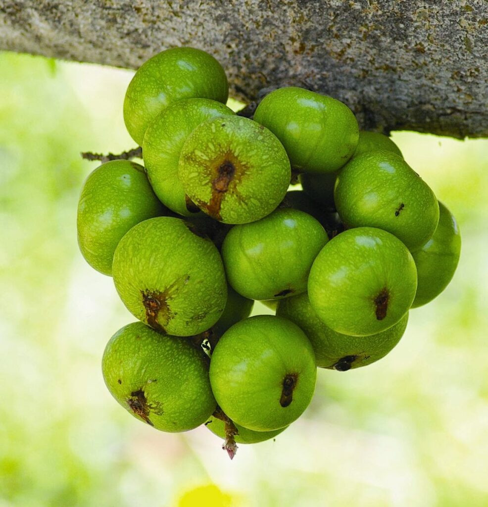 Bà bầu ăn sung – Công dụng vô cùng tuyệt vời ít người biết