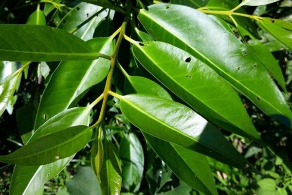 Bật mí 16 loại thức uống lợi sữa giúp mẹ sau sinh sữa về ướt áo