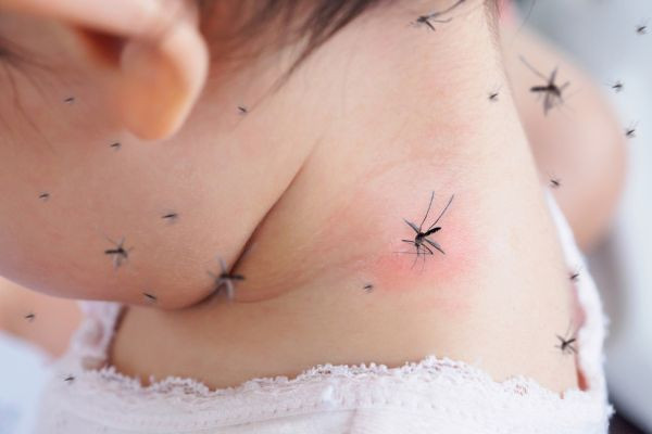 Trẻ bị sốt xuất huyết nên ăn gì mau khỏi?