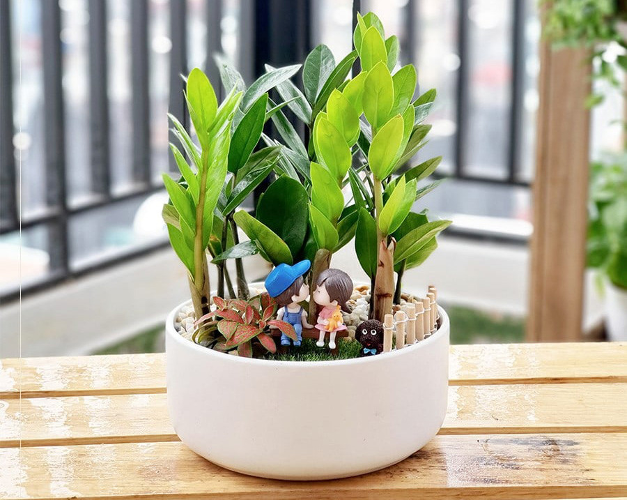 6 loại cây cảnh có độc tố cực nguy hiểm cho trẻ em