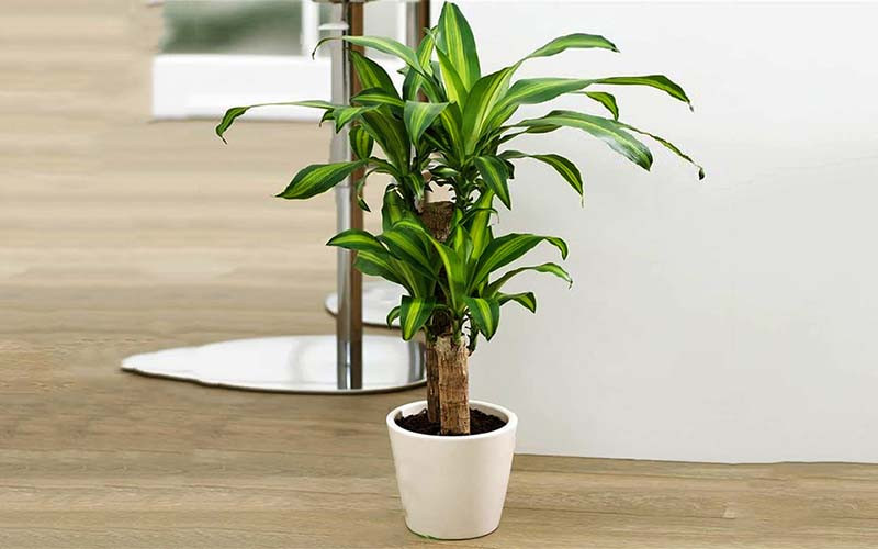 6 loại cây cảnh có độc tố cực nguy hiểm cho trẻ em