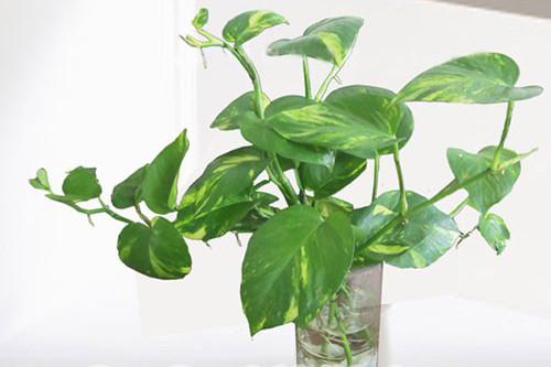 6 loại cây cảnh có độc tố cực nguy hiểm cho trẻ em