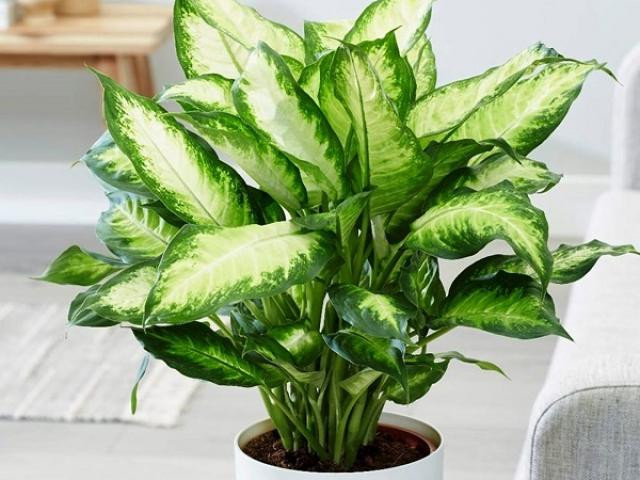 6 loại cây cảnh có độc tố cực nguy hiểm cho trẻ em