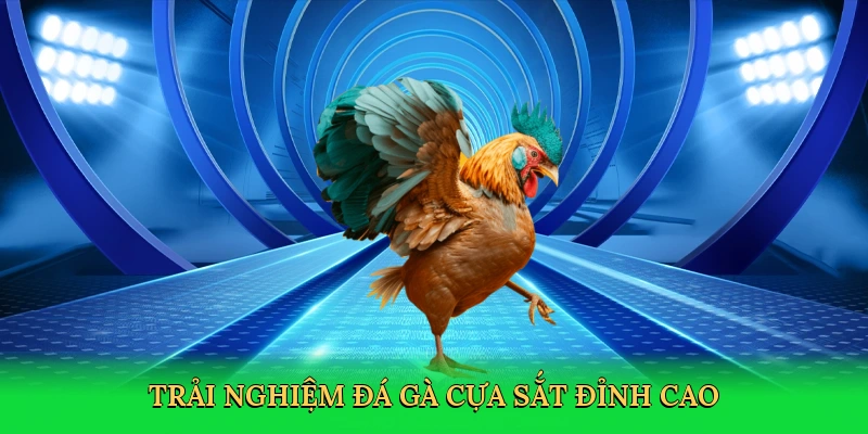 Đá Gà Cựa Sắt – Đấu Trường Kịch Tính Tại RED88