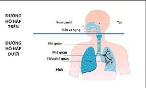 Viêm đường hô hấp trên ở trẻ nhỏ