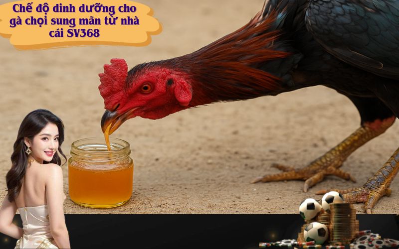 Chế độ dinh dưỡng cho gà chọi sung mãn từ nhà cái SV368