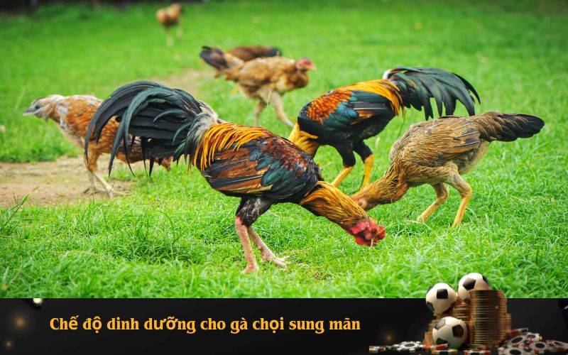 Những sai lầm chết người trong dinh dưỡng khiến gà chọi mất gân