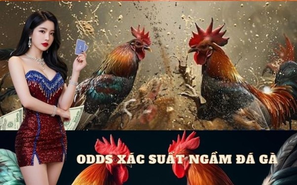 Odds xác suất ngầm đá gà