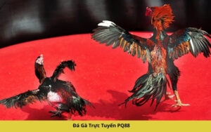 Người già ăn gì để bổ sung Canxi? 19+ thực phẩm phòng chống loãng xương
